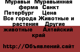 Муравьи, Муравьинная ферма. Санкт-Петербург. › Цена ­ 550 - Все города Животные и растения » Другие животные   . Алтайский край